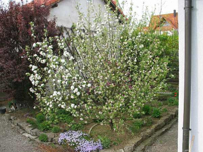 vielfruchtbaum-axel2.jpg