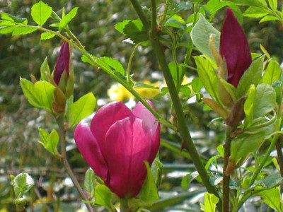 Magnolia_Nakamura_3_IMG_2167.jpg