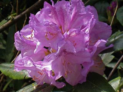 Rhodo_SusanIMG_2162.jpg