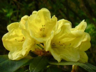 Rhodo_Yellow_Petticoats_IMG_2171.jpg