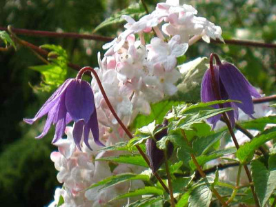 SchneeballClematis_IMG_2148.jpg