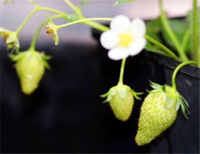 erdbeeren_09.jpg