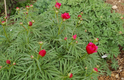 P._smouthii_0010__44377.jpg