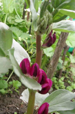 Puffbohne_Crimson_Flowered____v._Leena.jpg
