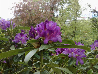 Kopie_von_27042009Rh.ponticum_ACH205_lila_phase_02.jpg