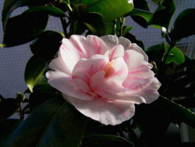 LavMa0504kk.jpg