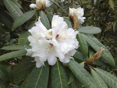 Kopie_von_28042009Rh.galactinum_W.4254white.jpg