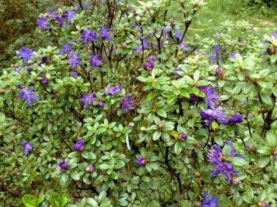 Kopie_von_28042009Rh.nivale_ssp.boreale_stictophyllum.jpg