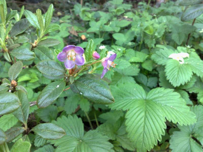Kopie_von_28042009Rh.pruniflorum.jpg