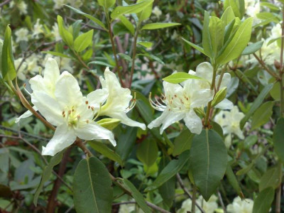 Kopie_von_28042009Rh.triflorum_CHM3036_Bhutan.jpg