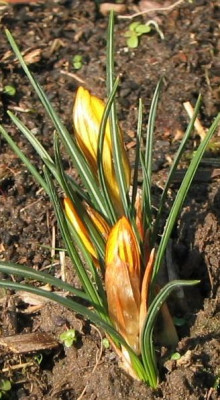 Krokus_20050205.jpg