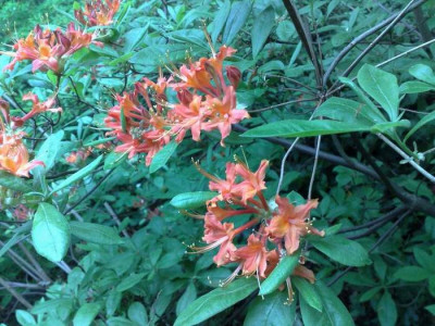 Kopie_von_28042009Rh.caledulaceum_orange.jpg