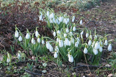 Galanthus_20050126_02.jpg