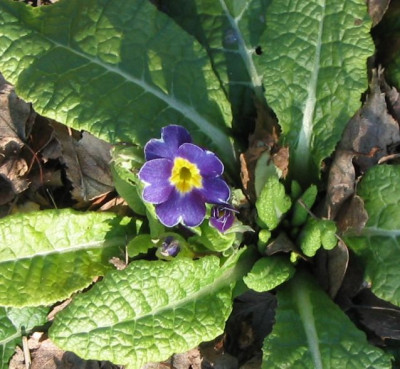 Primula_Vulgaris.jpg