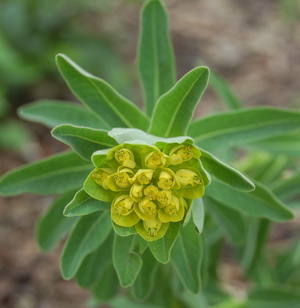 DSC_0009_Euphorbia09poly.jpg