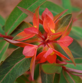 DSC_0010_Euphorbia09Dixter.jpg