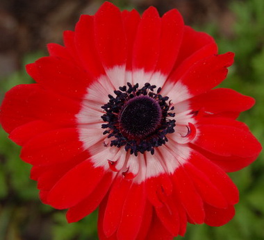 DSC_0006_anemone.jpg