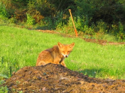 Fuchs_3_29.jpg