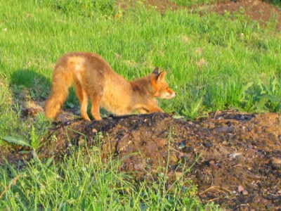 Fuchs1_28.April_.jpg