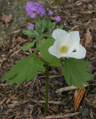 IMG_3623_eGlaucidum_palmatum_var._leucanthum.JPG