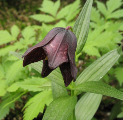 IMG_7497_Fritillaria_camtschatcensis.jpg