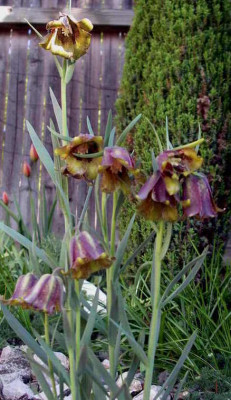 Fritillaria_pyrenaica_Old_Gold_2009-04-25.JPG