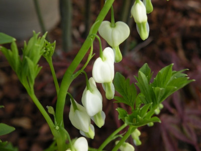 Kopie_2_von_DSCN0511.JPG