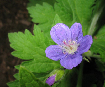 IMG_7440_Geranium_sylv_Amy_Doncaster.jpg