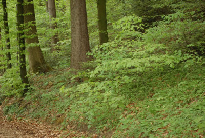 Unterholz_0010_44254.jpg