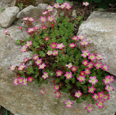 Moos-Steinbrech_0010__44368.jpg