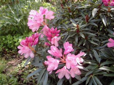 Rhododendron_ponticum.jpg