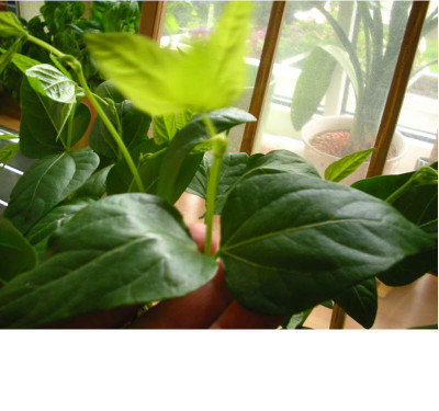 vigna_dolychos_3_29.04.09.jpg