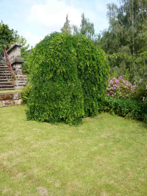 Sophora-japonica-Pendula-.jpg