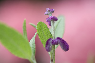 Salvia-leucantha-Apr2909.jpg