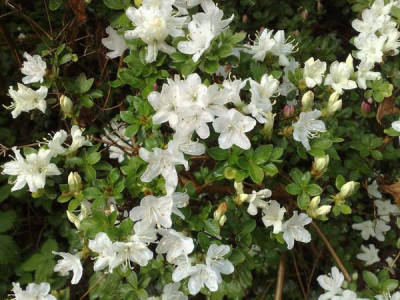 Kopie_von_29042009Rh.kuisianum_Albiflorum.jpg