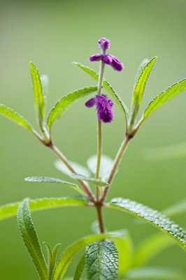 Salvia-leucantha-2-Apr2909.jpg