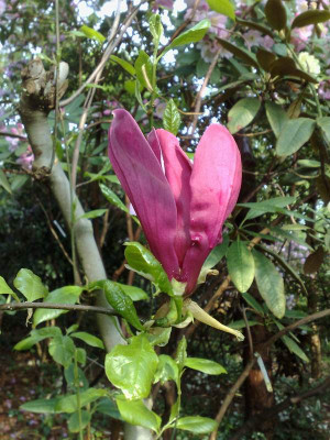 Kopie_von_29042009Magnolia_liliflora.jpg