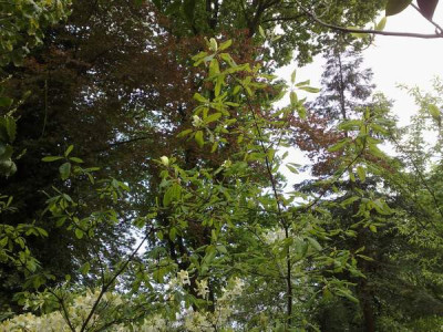 Kopie_von_29042009Magnolia_pyramidata_01.jpg
