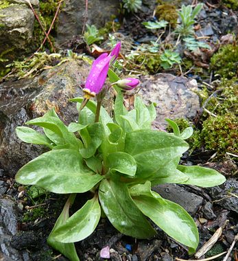 Dodecatheon_zwergig_fars_2009.jpg