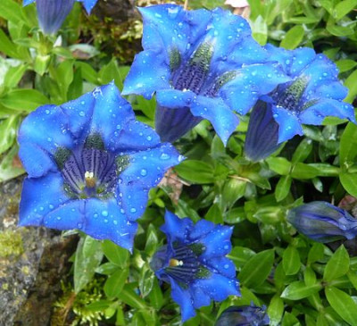 Gentiana_acaulis_2_fars_2009.jpg