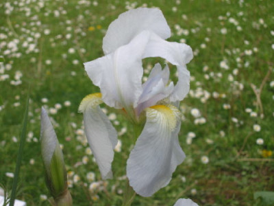 Iris_zartlila_April_09.jpg
