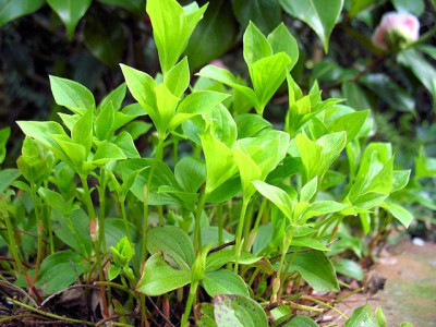 p_IMG_1672_Cornus_candensis.jpg