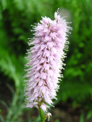 Persicaria_bistorta_Superba.jpg