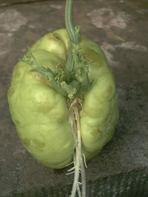 Sechium_edule.jpg