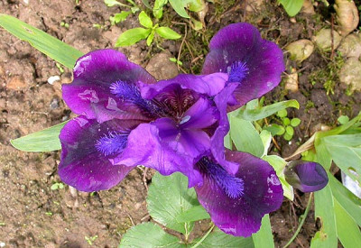 Iris_nana__lila_blauer_Bart_28.4.09.jpg