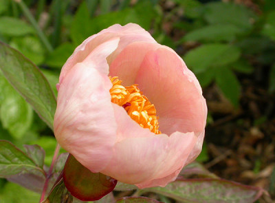 Mai_Fleuri_28.4.09.jpg