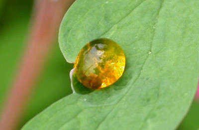 Gelber_Regen_28.4.09.jpg