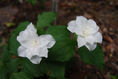 T._grandiflorum_Flore_Pleno_2009.jpg