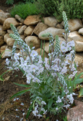 Enzian-Ehrenpreis_0010__4429.jpg