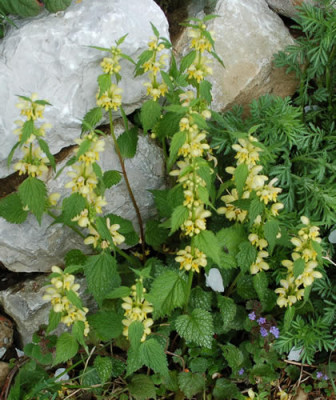 Goldnessel_0010__4469.jpg